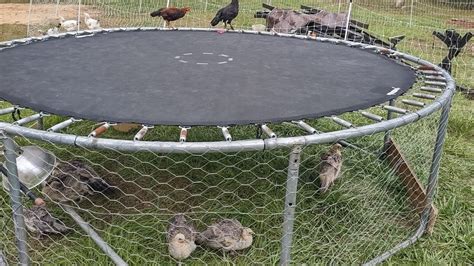 trampoline chicken tractor|chicken chronicles trampoline tractor.